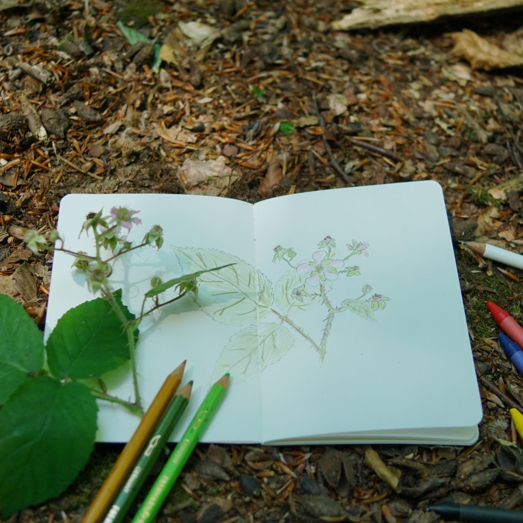 Auf dem Waldboden liegt ein Heft mit einer Pflanzenzeichnung. Daneben liegen Stifte und ein Zweig einer Brombeere.