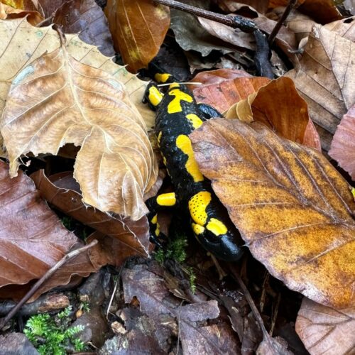 Ein Feuersalamander kriecht durch das Laub des Waldbodens. Der Salamander ist nur halb zu sehen.