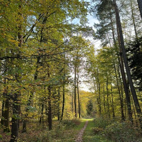 Ein Waldweg durch einen Laubwald. Die Sonne scheint leicht und die Blätter sind bereits herbstlich gefärbt.