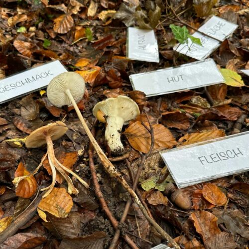 Pilze liegen auf dem Waldoden und daneben verschiedene laminierte Beschriftungen mit Pilz-Merkmalen.